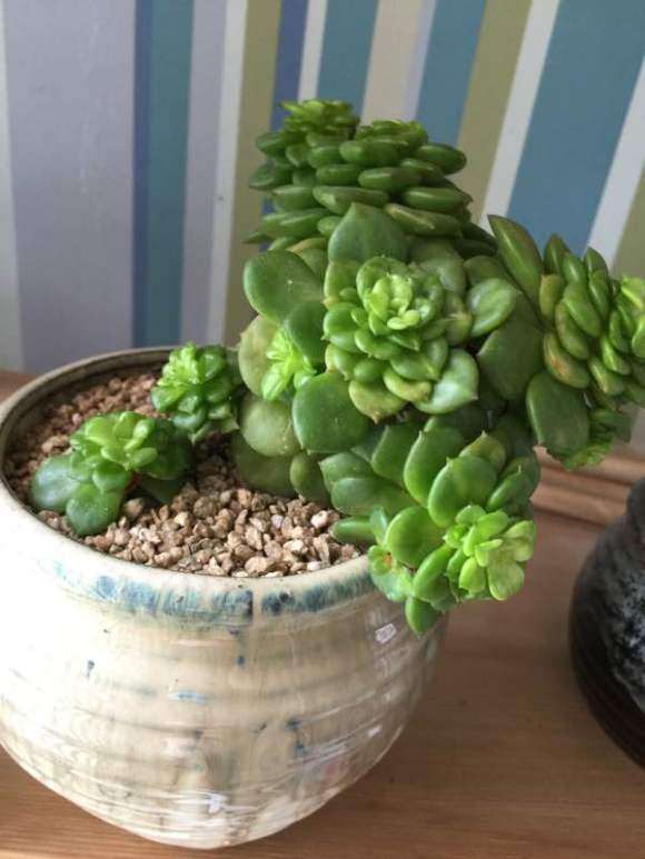 秦皇岛哪里有多肉