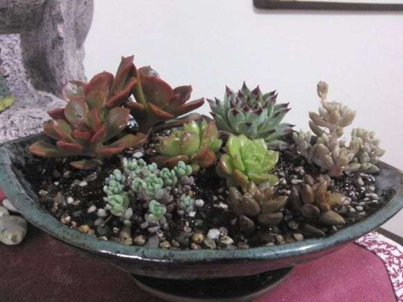 秦皇岛哪里有多肉