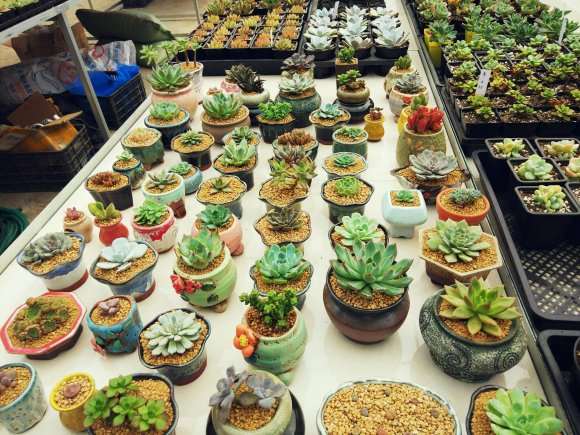 湘潭新开了家多肉大棚 地址在哪里