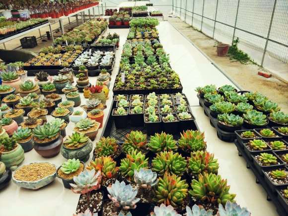 湘潭新开了家多肉大棚 地址在哪里