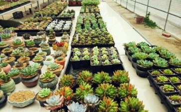 石家庄哪里多肉大棚基地 求地址