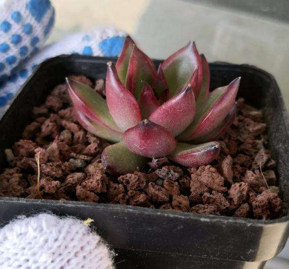 河北到底有没有多肉大棚 地址在哪里