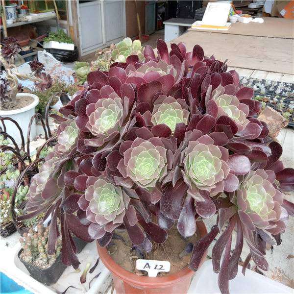 大连开发区有没有多肉大棚 求地址