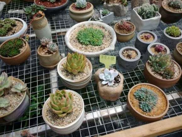 参观北京蟹岛roop多肉大棚 