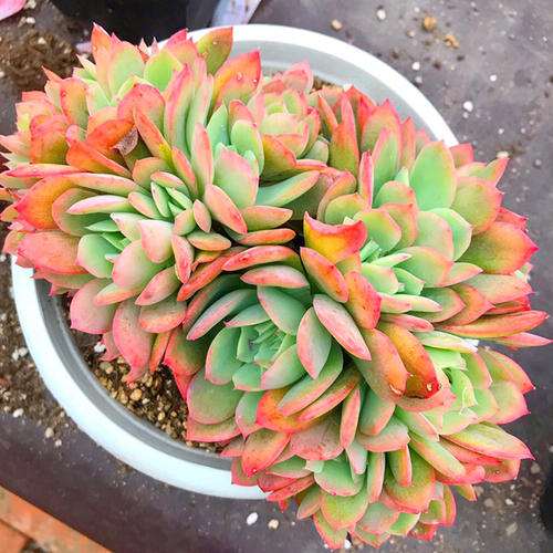 中山哪里有多肉大棚么 求地址