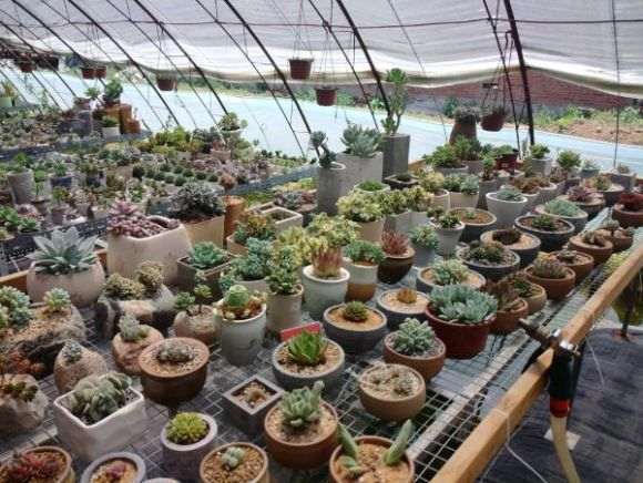 中山哪里有多肉大棚么 求地址