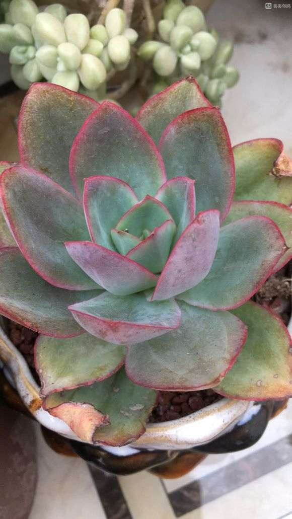今天在多肉大棚里看到叫冰与火的多肉