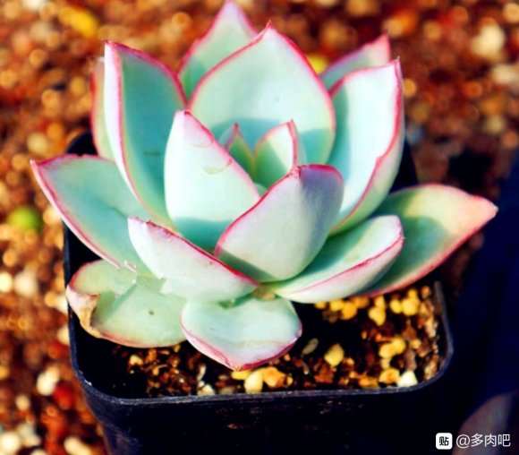 今天在多肉大棚里看到叫冰与火的多肉