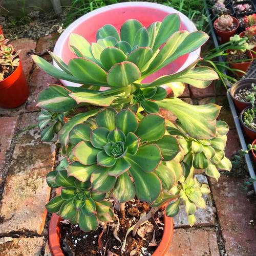 天津多肉大棚的地址 在哪里