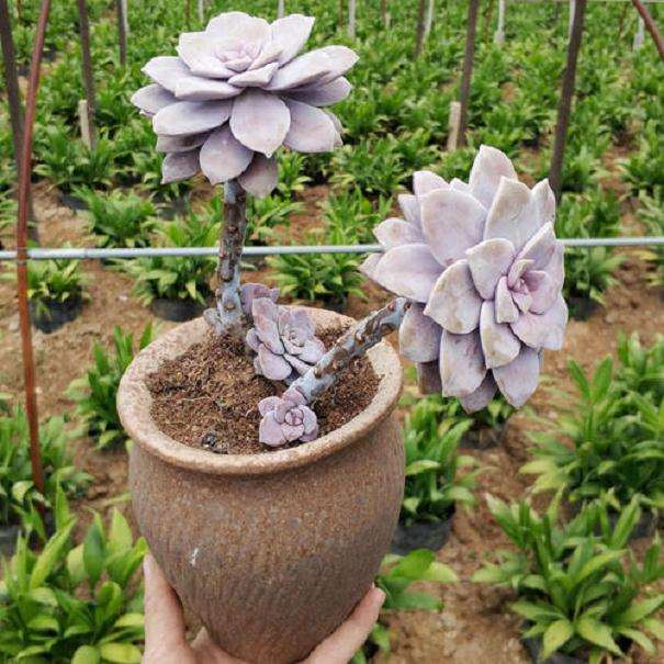 青州这哪里有多肉大棚 求地址