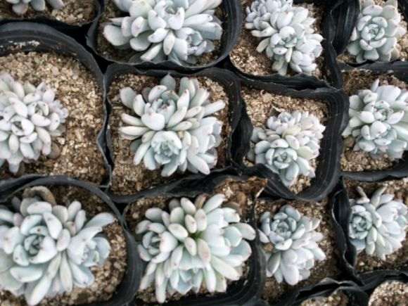 九江有多肉大棚吗 地址在哪里