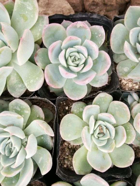 九江有多肉大棚吗 地址在哪里