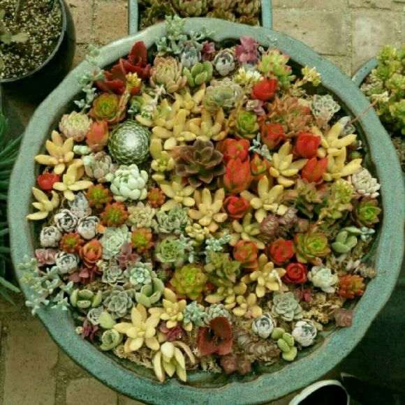 高阳多肉大棚照片 看图片 怎么样