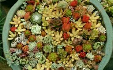 高阳多肉大棚照片 看图片 可以吗