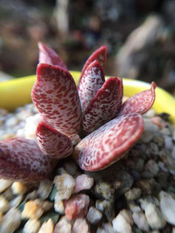 高密柏城好多肉大棚