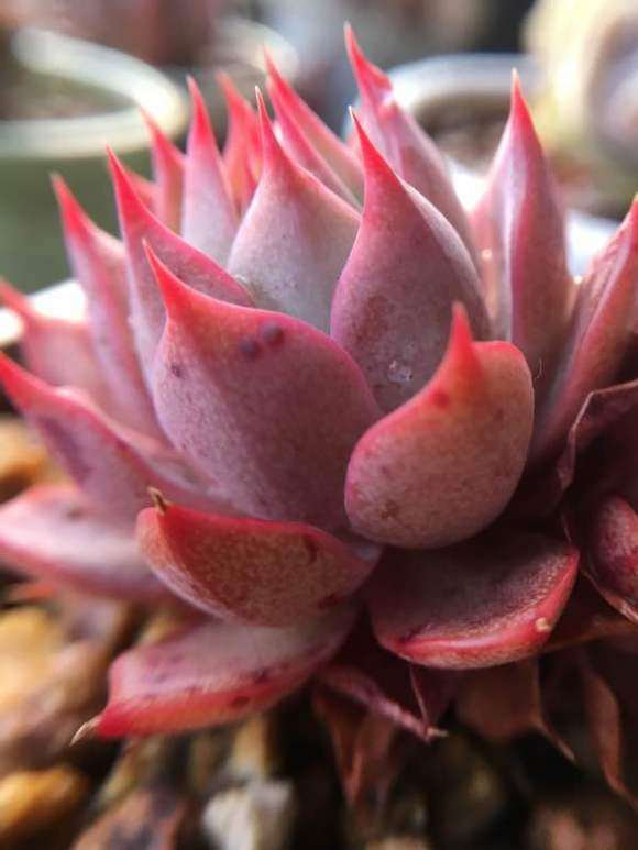 高密柏城好多肉大棚