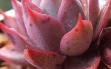 高密柏城好多肉大棚 地址在哪里 图片