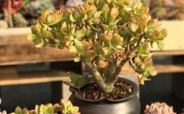 北京西二旗多肉大棚地址在哪里