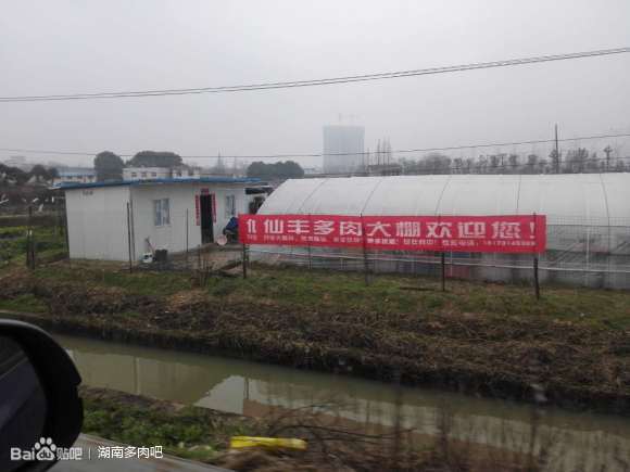 长沙仙丰多肉大棚地址在哪里