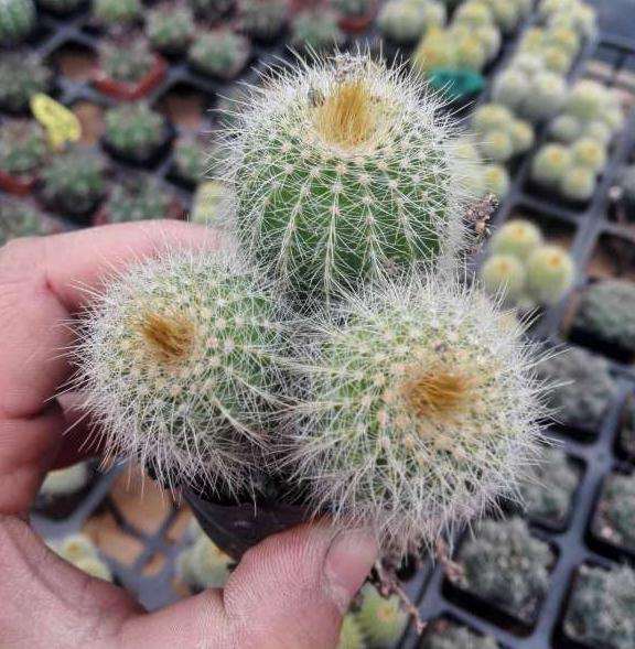 长沙仙丰多肉大棚地址在哪里