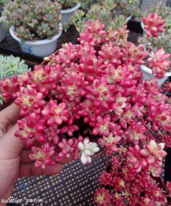 长沙仙丰多肉大棚地址在哪里