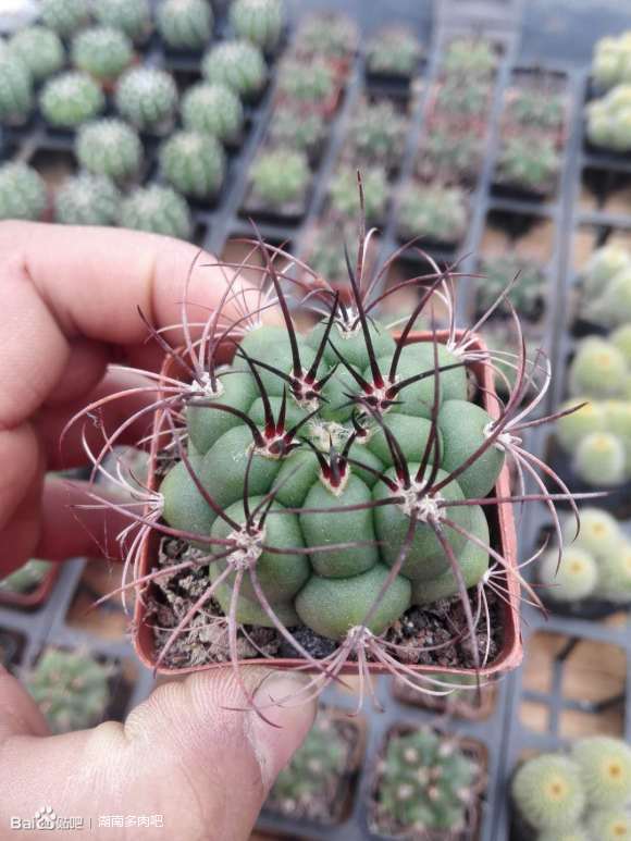 昆明多肉大棚哪个区域比较多啊