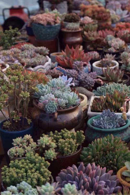 南通市区的多肉大棚在哪里 求地址