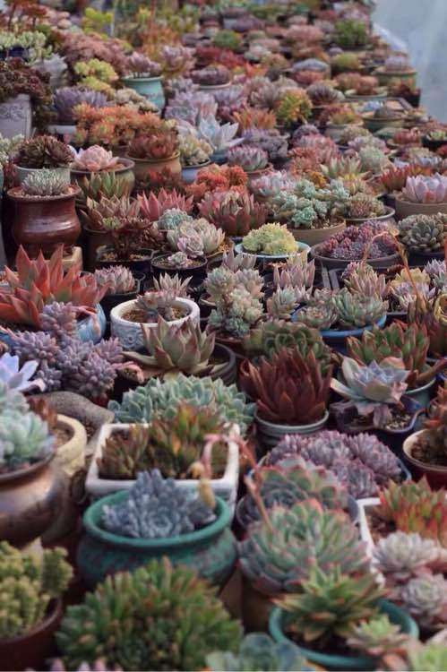 南通市区的多肉大棚在哪里 求地址