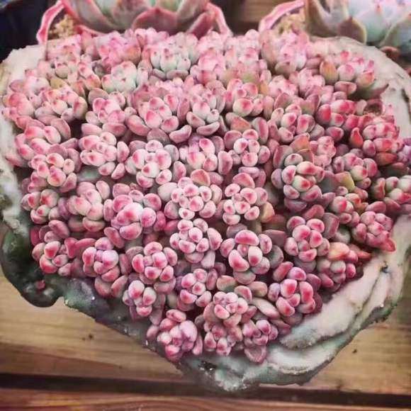 南通市区的多肉大棚在哪里 求地址