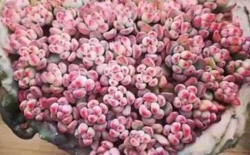 南通市区的多肉大棚在哪里 求地址