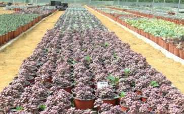 清远有个多肉大棚地址 你们知道吗