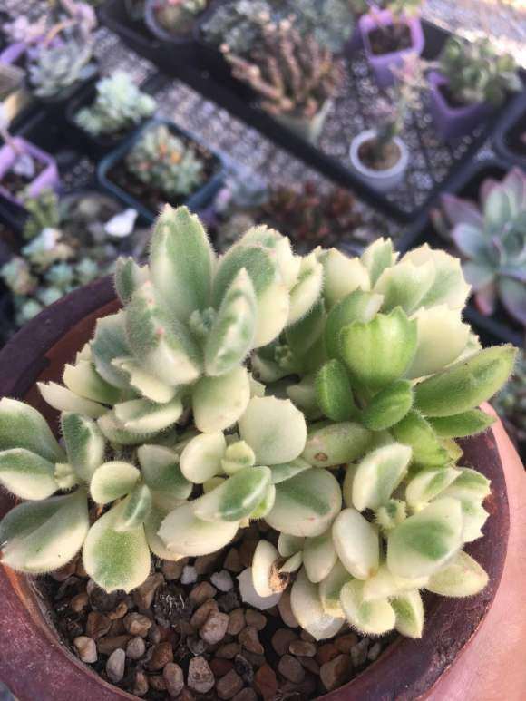 秦皇岛多肉大棚地址在哪里