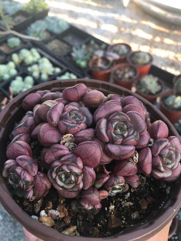 秦皇岛多肉大棚地址在哪里