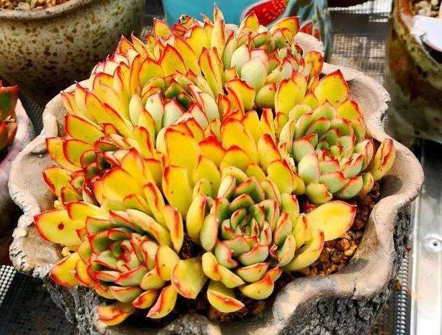 青岛多肉大棚在哪里 地址分享