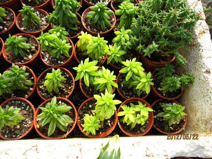 濮阳哪里有多肉大棚 求地址