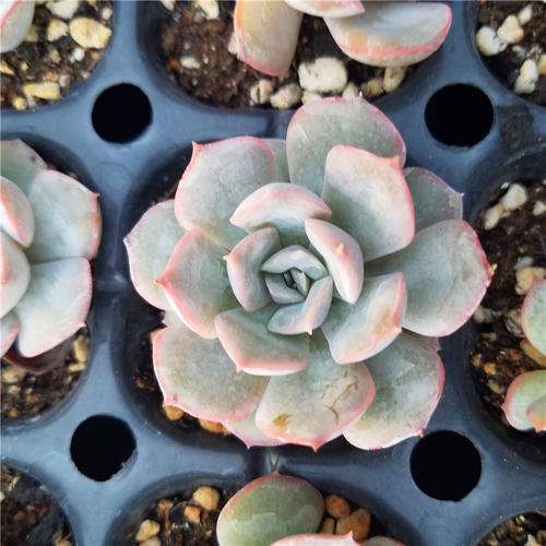 濮阳哪里有多肉大棚 求地址