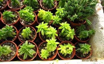 濮阳哪里有多肉大棚 求地址