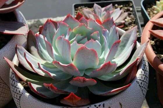 安阳有多肉大棚吗 求地址