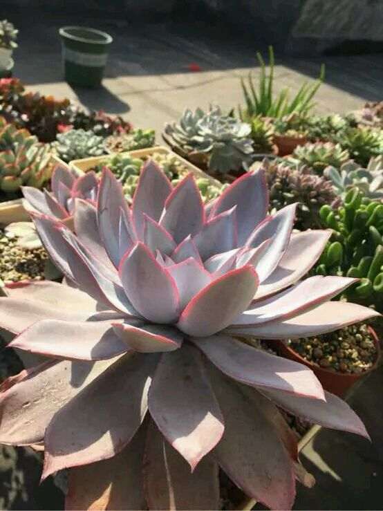 安阳有多肉大棚吗 求地址