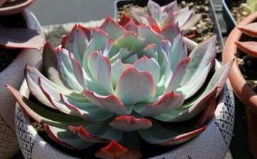 安阳有多肉大棚吗 求地址 图片