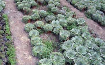 杭州附近有哪些多肉大棚 地址在哪里