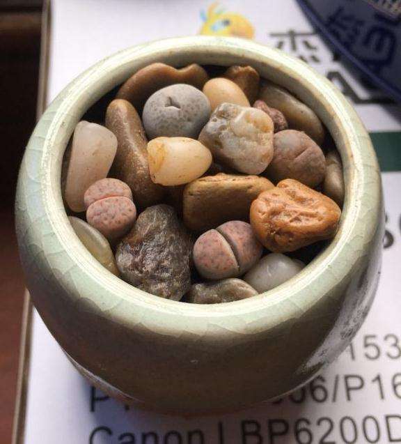 金华地区哪里有多肉大棚 地址