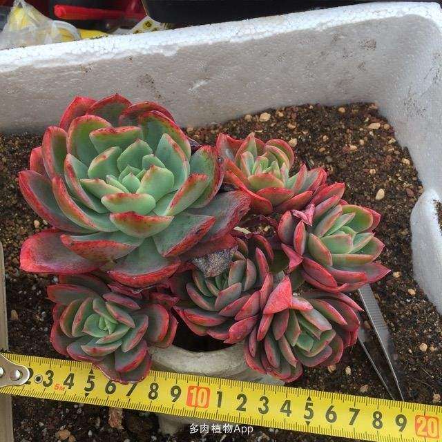 金华地区哪里有多肉大棚 地址