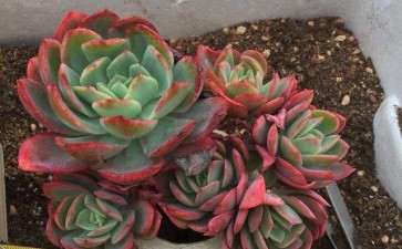 金华地区哪里有多肉大棚 地址怎么走