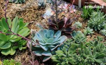 宁波多肉大棚地址在哪里 求告知