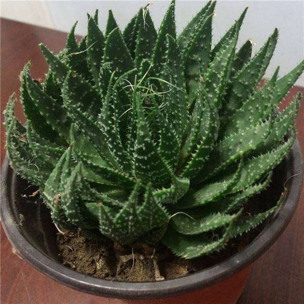 购买多肉是在淘宝好 还是大棚好