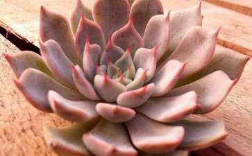 多肉大棚怎么取名字 帮忙想想