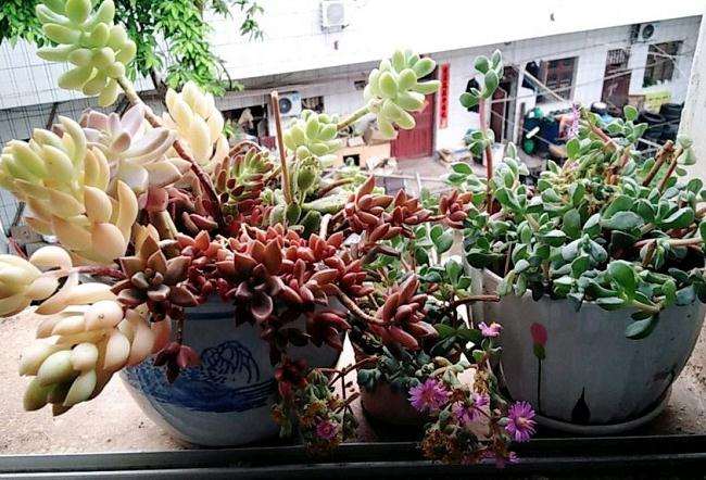 北方阳台可以当大棚用来养多肉吗
