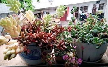 北方阳台可以当大棚用来养多肉吗