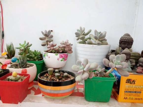 南阳有多肉大棚吗 求告知地址